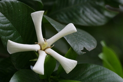 Gardenia gummifera